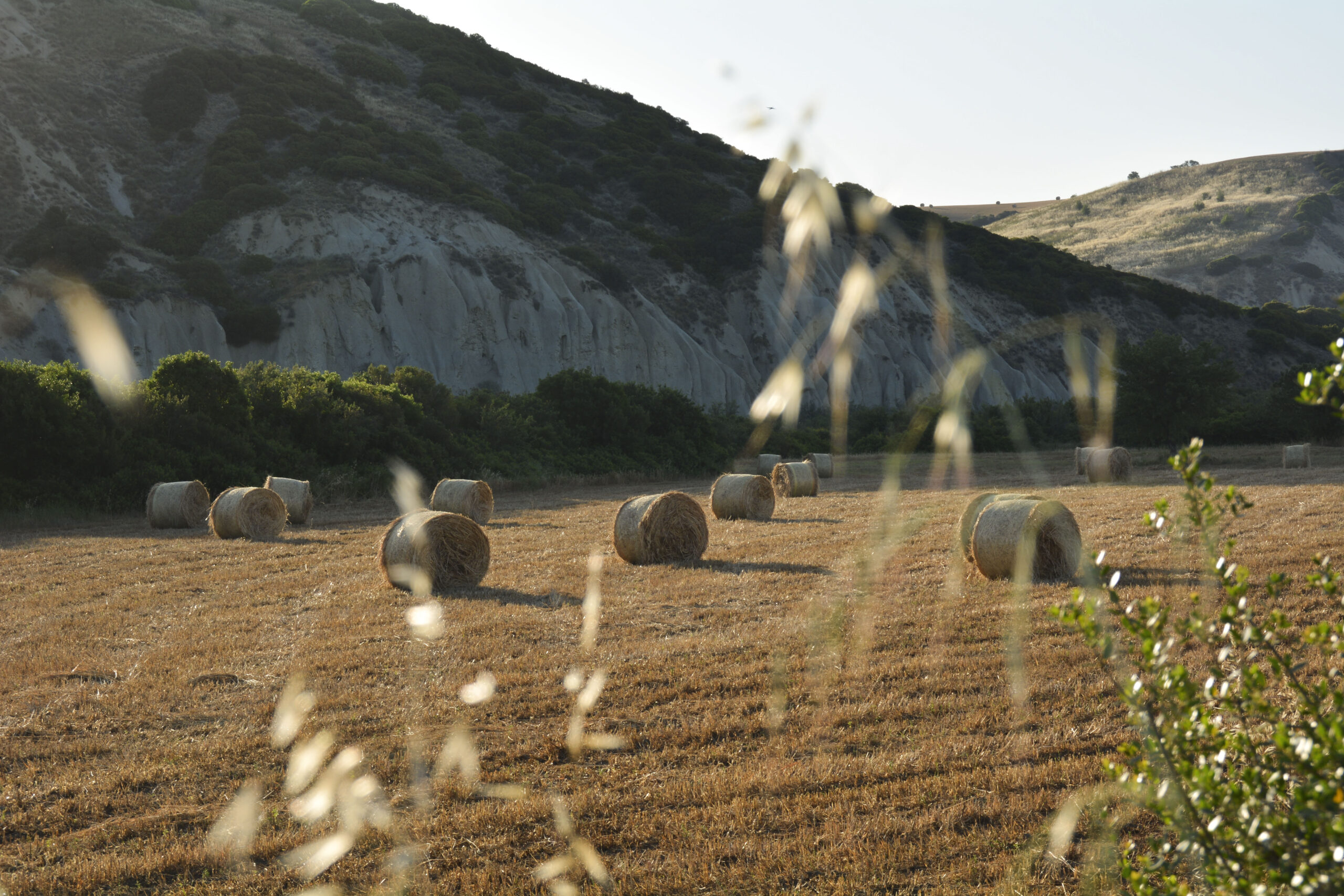 pasta barisano la pasta e la basilicata
